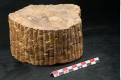 Foto (Seitenansicht) von Sigillaria sp. (NHMW-GEO-2024-0188-11102)